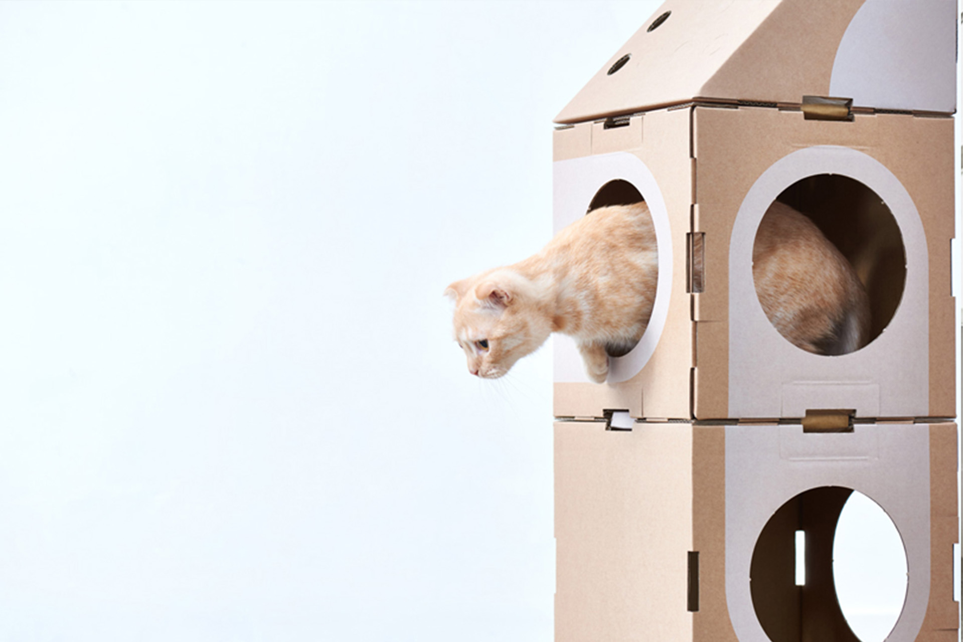 Cat thing. Картонный Лабиринт для кошек. Картонный домик для кошки. Домик для кошки из коробки. Домик для кошки из коробок.